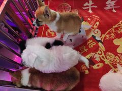 -中环花鸟鱼虫市场