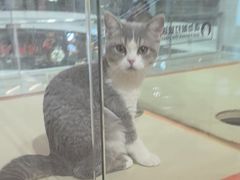 -三花喵·撸猫购宠·宠物生活馆(虹桥南丰城店)