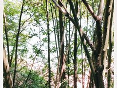 -广州市流溪河国家森林公园