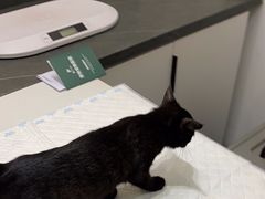 -派特宠物医院(圆融广场店)