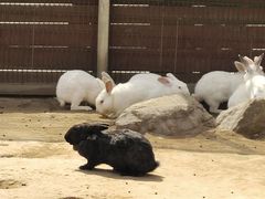 -羊亭河湿地公园