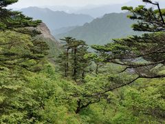 -朱雀国家森林公园