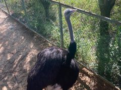 -鄂尔多斯野生动物园