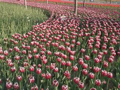 -廊坊文化艺术中心