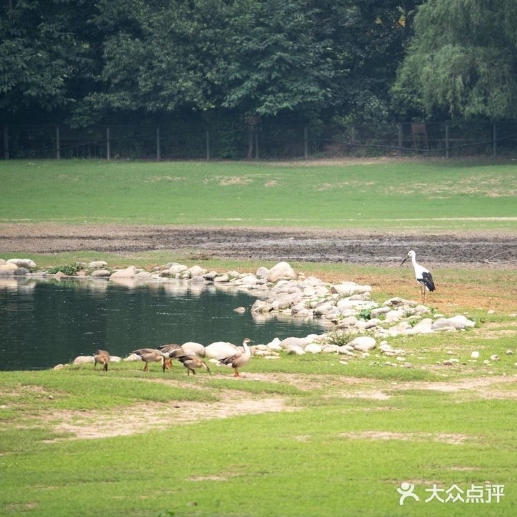 SUMMER[糖果]保护区看鹿