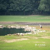 SUMMER[糖果]保护区看鹿