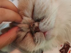 -平行世界·猫咖(首经贸店)