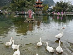 -靖西鹅泉风景区