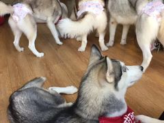 -Husky Go! 哈士奇体验馆·宠物咖啡厅狗咖