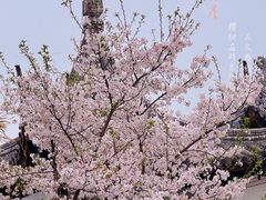 -苏州上方山国家森林公园