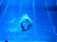 -芜湖新华联大白鲸海洋公园