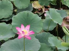 -天津东丽湖风景区