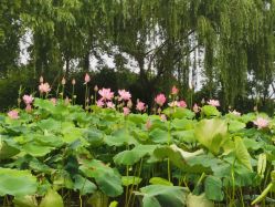 -剑鱼皮划艇俱乐部(石湖基地)