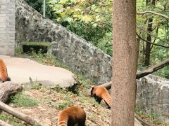-都江堰中华大熊猫苑