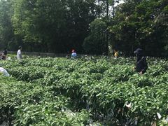 -前小桔亲子创意农场·草莓采摘·露营烧烤