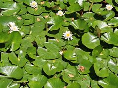 -东山雕花楼