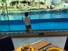 -帝企鹅自助餐厅•儿童岛•真企鹅(长隆企鹅酒店)