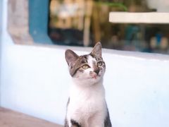 -琥珀川咖啡馆·Amber cafe(百祥路店)