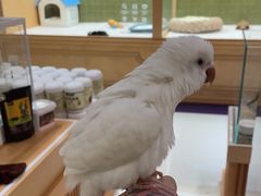 -帕帕拉兹宠物(亚洲旗舰店)