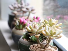 -双季花艺园艺市场(浦东店)
