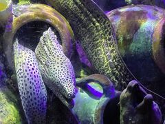 -太平洋海底世界