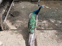 -意大利农场度假村