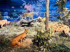 -国家自然博物馆