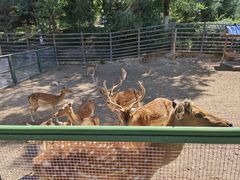-青藏高原野生动物园