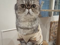 -楼上猫咖(罗湖店)