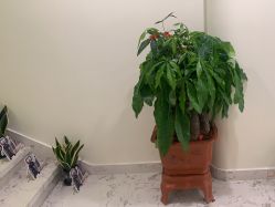 点击看大图 -海涛医疗美容·面部抗衰·注射美鼻