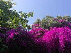 -三圣花乡旅游区