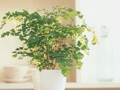 -本溪路花鸟市场(江浦路1709弄小区店)