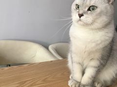 -东方名猫馆·英短金渐层布偶猫舍(环线广场1号楼店)