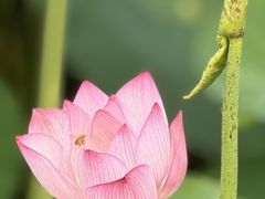 -陶辛水韵