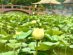 -广州莲花山旅游区