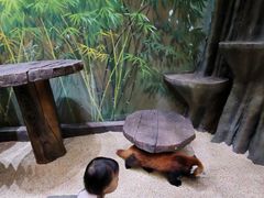 -海合安成都极地海洋公园