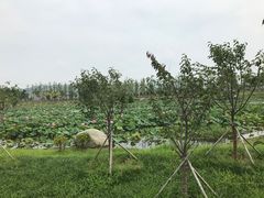 -羊亭河湿地公园