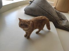 -飞行喵MR PILOT|猫舍·猫咖(静安大融城店)