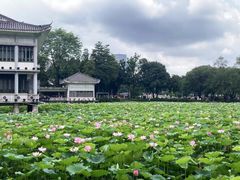 -荔湾湖公园