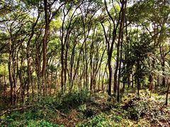 -上海佘山国家森林公园天马山园