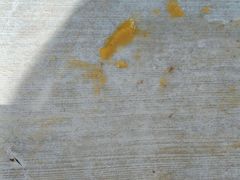 -清真玉林老字号稍麦羊杂碎(宽巷子民族美食街店)