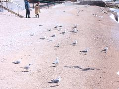 -海驴岛(荣成市)