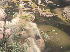 -后湖小院·乡野田园菜