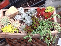 -Monchouchou檬舒舒(尚嘉中心店)