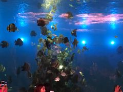 -瑞德姆美人鱼海底演艺主题餐厅(亚龙湾店)