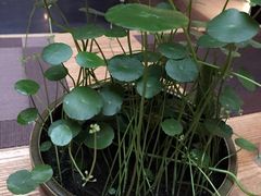 -成都皈徕栖精品酒店(四川大学九眼桥店)