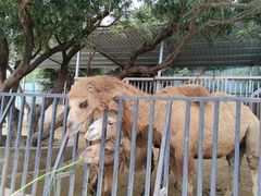 -泉州海丝野生动物世界