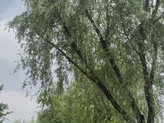-重庆园博园