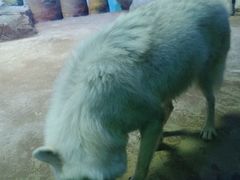 -芜湖新华联大白鲸海洋公园