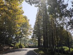 -宜兴龙背山森林公园